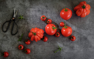 Tomaten – eine kleine Warenkunde