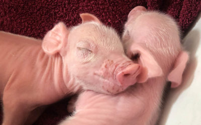 Meat the piglets
