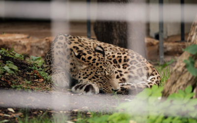 Sind Zoos Tierquälerei?