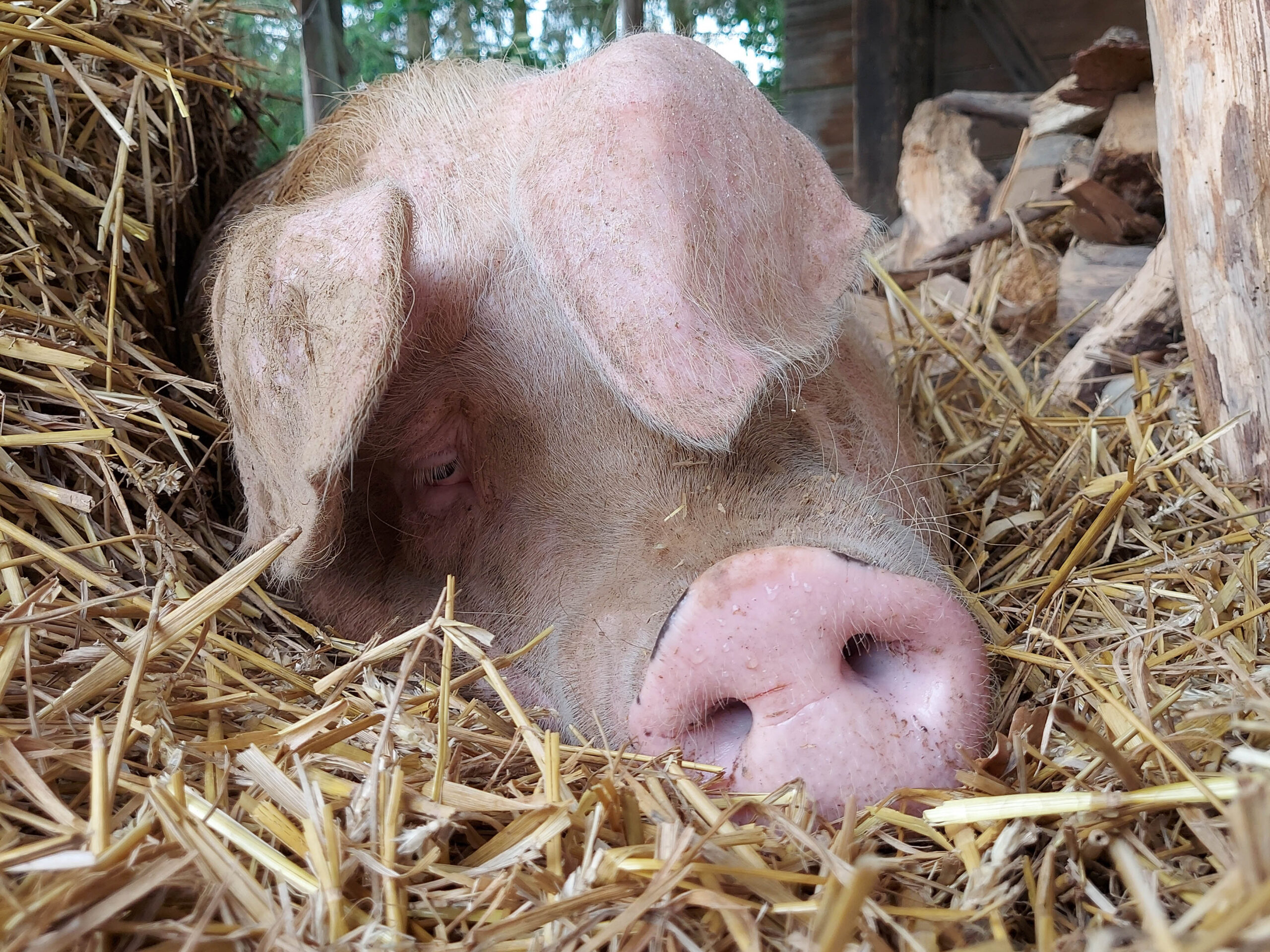 Glückliches Schwein auf einem Lebenshof.