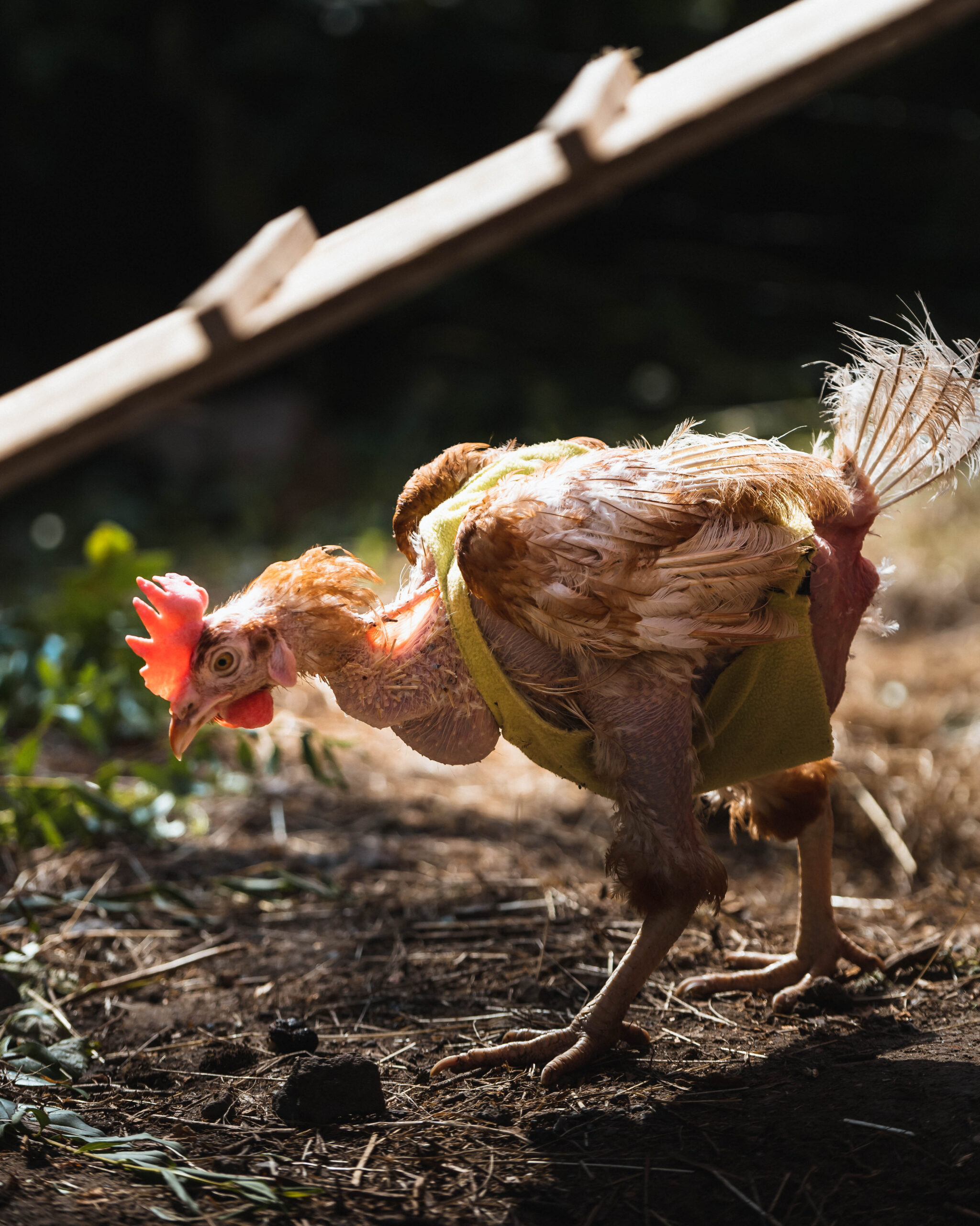 Ein gerettetes Huhn in einem Garten.