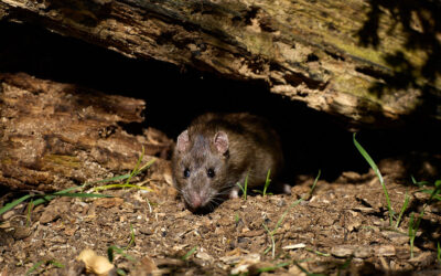 Ratten loswerden ohne Gift