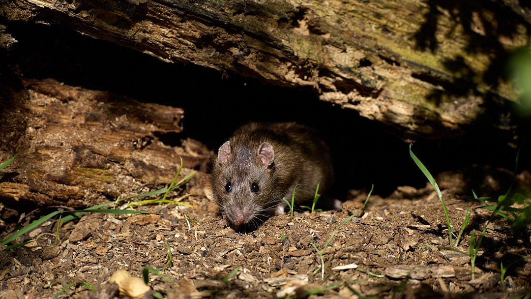Ratten loswerden ohne Gift
